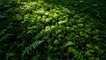 Fototapeta premium Lush Green Forest Floor Covered in Vibrant Moss and Ferns, Detailed Woodland Undergrowth, Natural Ecosystem, Botanical Beauty