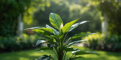 Tree philodendron with large green leaves used as a decorative indoor plant, foliage health and maintenance, Earth Day