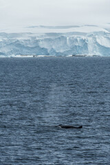 Fototapeta premium Impression of the Scenery near Anvers Island, on the Antarctic Peninsula. A diving humpback whale -Megaptera novaeangliae- is shown in the foreground.