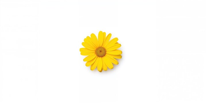Flat lay of yellow kerria japonica flower isolated on white, used for editorial header backgrounds