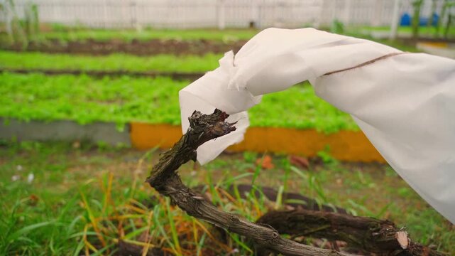 Grapes prepared for winter and wrapped in white agrofibre, close-up