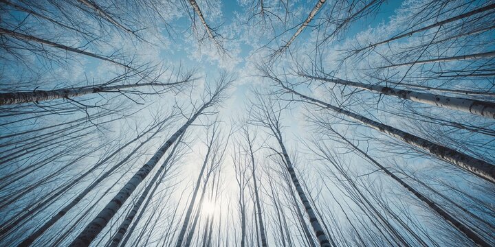 Ground-level perspective of a birch woodland with branches reaching towards the sky, suitable for nature backgrounds