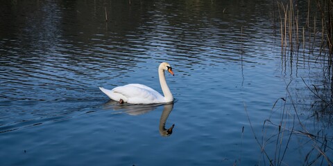 Fototapeta premium Mute swan gliding through icy pond during winter, illustrating aquatic bird adaptation and habitat, European wildlife