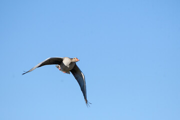Close-up of a greylag goose in flight