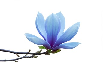Fototapeta premium Stunning vibrant blue magnolia flower blossom isolated against a pure white background. Elegant detailed macro shot of spring nature ,elegant ,nature ,vibrant