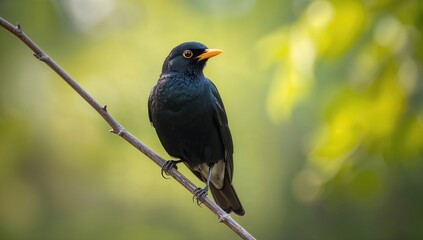 Close-up of male blackbird on tree branch, focus on bird behavior and natural environment