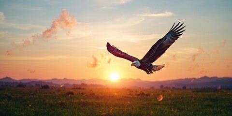 Fototapeta premium Bird silhouette against sunrise sky, capturing early morning avian movement