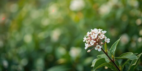 Fototapeta premium Photinia red robin plant blooms attracting insects for pollination, natural ecosystem interactions