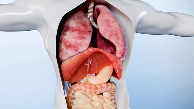 Upper human anatomy with internal organs , organ, bones, lungs, brain, respiratory system, nervous system, skeleton and muscles, 3D medical illustration 4k render