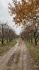 Fototapeta premium Serene Autumn Pathway Through an Apple Orchard in Soft Light