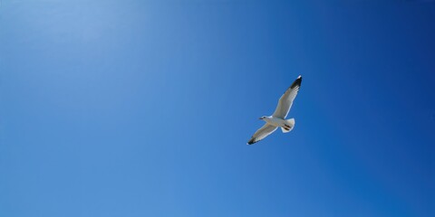 Seagull resting against a deep blue sky, avian wildlife conservation awareness