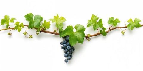 Grapevine branch with tendrils, often employed in floral arrangements or garden settings, isolated on white background