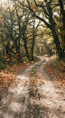 Serene Autumn Trail Surrounded by Colorful Leaves and Trees