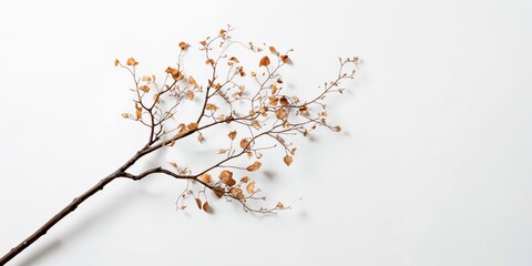Small tree branches with dried leaves isolated on white background, useful for nature-themed layouts or educational materials, autumn