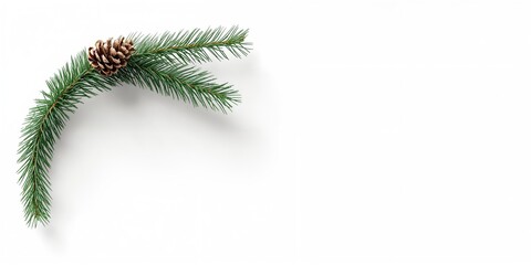 Decorative pine bough and pine cone on a plain white backdrop, for winter holiday use