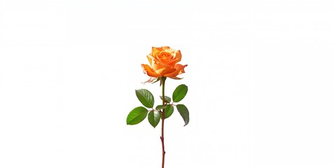Orange rose flower with leaves on a white background, suitable for botanical design or floral arrangements