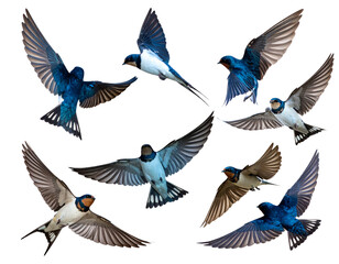 Fototapeta premium Realistic Swallows in Flight with Spread Wings, Side View, Isolated on White Background