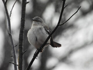 Obraz premium A northern mockingbird, perched on a branch, within a woodland forest, during a rainstorm. Early winter season, Bombay Hook National Wildlife Refuge, Kent County, Delaware. 