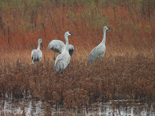 Obraz premium Sandhill cranes, enjoying a peaceful winter day, within the wetlands of the Bombay Hook National Wildlife Refuge, Kent County, Delware. 