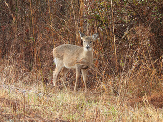 Fototapeta premium A young, whitetail deer, living within the wetlands, and woodland forest of Bombay Hook National Wildlife Refuge, Kent County, Delaware. 