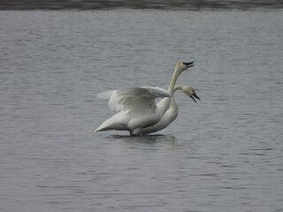 A pair of tundra swans, rhythmically bobbing their heads and necks, making whistling and hooting sounds, as they wade through the shallow wetland water. Bombay Hook National Wildlife Refuge, Delaware.