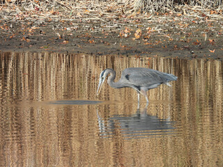 Obraz premium A hungry great blue heron, wading within the calm, wetland waters, hunting for aquatic prey to eat. Early winter season, Bombay Hook National Wildlife Refuge, Kent county, Delawar