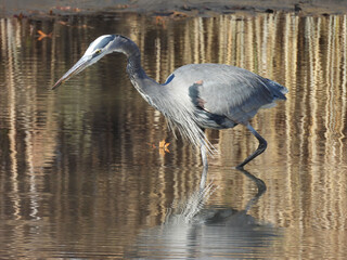 Obraz premium A hungry great blue heron, wading within the calm, wetland waters, hunting for aquatic prey to eat. Early winter season, Bombay Hook National Wildlife Refuge, Kent county, Delawar