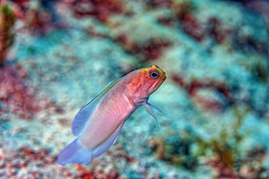 yellowhead jawfish ,Opistognathus aurifrons, is a species of jawfish