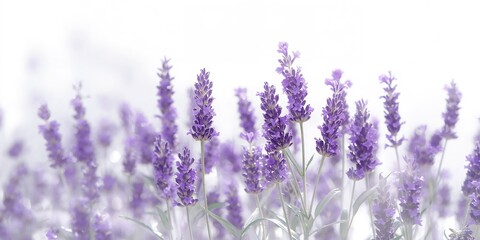 Fototapeta premium Lavender flowers set against a clean white surface, used for floral pattern or decorative purposes
