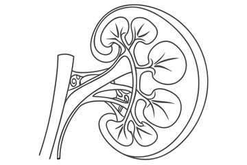 Human kidney organ healthcare anatomy continuous line art vector