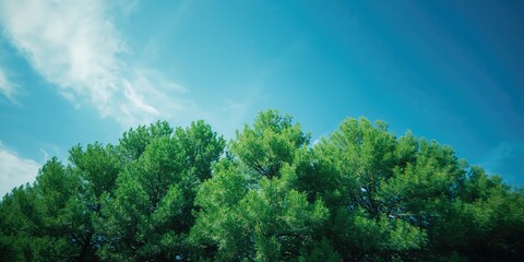Obraz premium High green pine forest canopy under clear blue sky, suitable for environmental or seasonal design