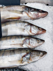 Fresh raw fish on ice for sale in supermarket. Closeup of delicious seafood display for a healthy diet and grocery store advertisement.