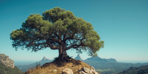 Evergreen oak, a Mediterranean native, highlighting its large, persistent leaves for landscape use