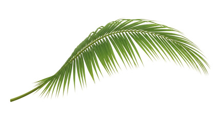 Obraz premium Green palm leaf isolated on transparent background