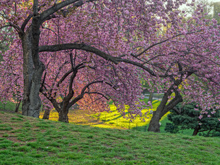 Central Park in spring
