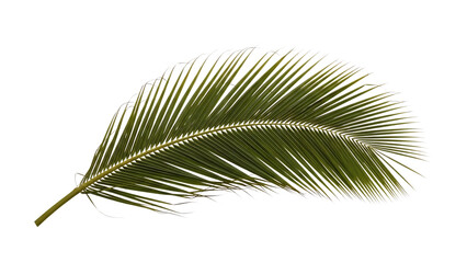 Obraz premium Palm leaf isolated on transparent background