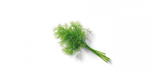 Fototapeta premium Green dill herb arranged on a clean white surface for recipe or ingredient display, World Food Day