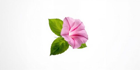 Isolated pink petunia on white background used as a floral background for text layout