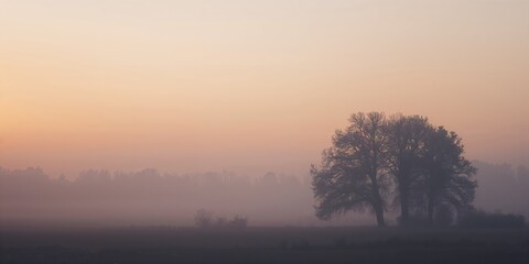 Silhouetted trees in the countryside during a foggy dawn, natural serenity