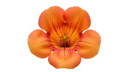 Vibrant orange flower isolated on transparent background