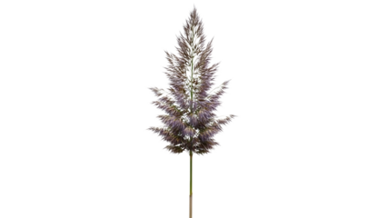 Dry lavender flower isolated on transparent background