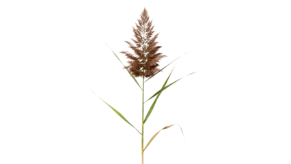 Isolated cattail flower on transparent background