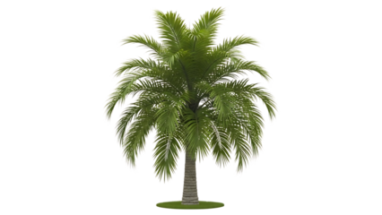 Palm tree isolated on transparent background
