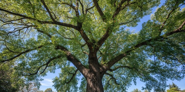 Ceiba insignis tree with branches, green leaves, and fruit during spring, serving as a natural background for botanical studies