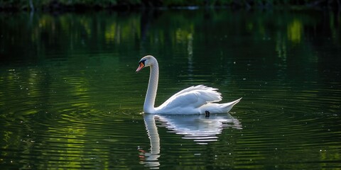 Fototapeta premium White swan gliding across a tranquil pond, serene natural habitats