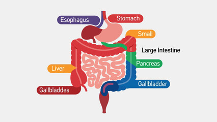 Diagram of the human digestive system with labels