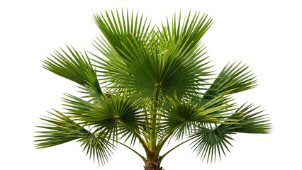 Naklejka premium Palm tree isolated on transparent background