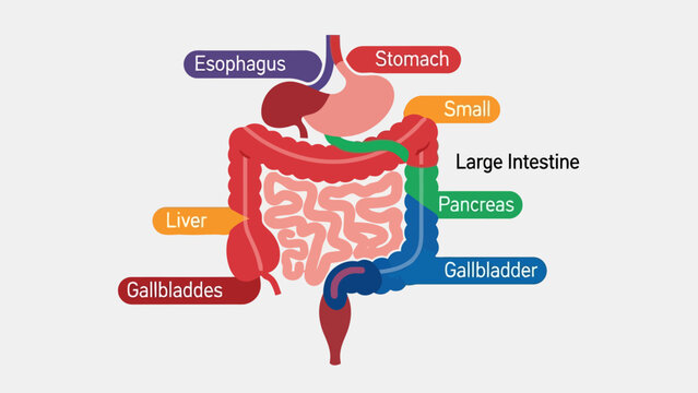 Diagram of the human digestive system with labels