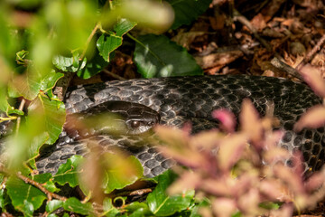 Obraz premium Close up of a wild Tiger Snake curled up in foliage in Tasmania, Australia
