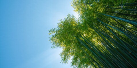 Fototapeta premium Bamboo forest with sky overhead, environmental conservation in springtime